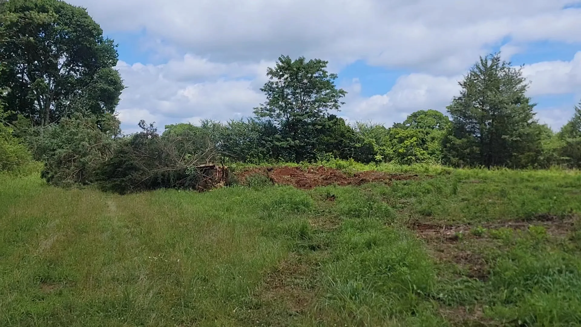 Tree pushed over root ball and all, with fresh red dirt where stumps came out along a pasture edge